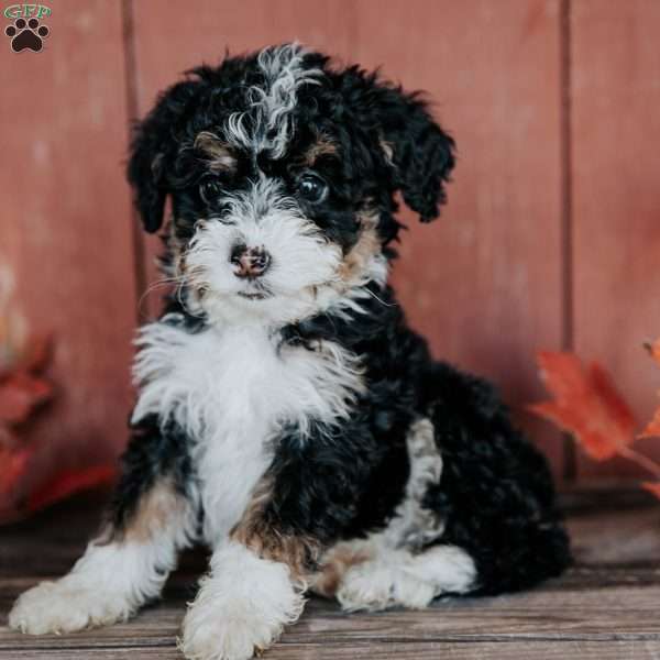 Cleo, Mini Bernedoodle Puppy